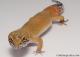Sold - Super Hypo Tangerine Carrot-tail Baldy Male Leopard Gecko For Sale M25F90071819M2 2