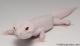 Sold - Super Snow Diablo Blanco Male Leopard Gecko For Sale M30F85060519M 1