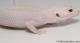 Sold - Super Snow Diablo Blanco Male Leopard Gecko For Sale M30F85060619M 2