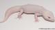 Sold - Super Snow Diablo Blanco Male Leopard Gecko For Sale M30F85072719M 1