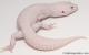 Sold - Super Snow Diablo Blanco Male Leopard Gecko For Sale M30F85072719M