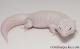 Sold - Super Snow Diablo Blanco Male Leopard Gecko For Sale M30F96072519M 1