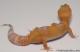 Sold - Tangerine Tremper Albino Female Leopard Gecko For Sale M25F88070119F 1