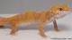 Sold - Tangerine Tremper Albino Female Leopard Gecko For Sale M25F88070119F 2