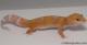 Sold - Tangerine Tremper Albino Female Leopard Gecko For Sale M25F88070119F