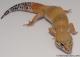Sold - Super Hypo Tangerine Carrot-tail Baldy Female Leopard Gecko For Sale M1F86072519F