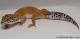 Sold - Tangerine Female Leopard Gecko For Sale M25F87070319F 2