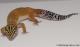 Sold - Tangerine Female Leopard Gecko For Sale M25F87070319F
