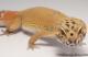 Sold - *FREE GECKO* Tangerine Female Leopard Gecko For Sale M25F87081219F 1