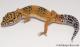 Sold - Tangerine Female Leopard Gecko For Sale M25F88070919M2 1