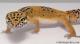 Sold - Tangerine Female Leopard Gecko For Sale M25F88070919M2 2