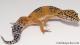 Sold - Tangerine Female Leopard Gecko For Sale M25F88070919M2