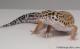 Sold - Tangerine Female Leopard Gecko For Sale M25F90071819F 1
