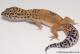 Sold - Tangerine Female Leopard Gecko For Sale M25F90071819F 2