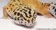 Sold - Tangerine Female Leopard Gecko For Sale M25F90081219F 1