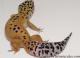 Sold - Tangerine Female Leopard Gecko For Sale M25F90081219F 2