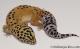 Sold - Tangerine Female Leopard Gecko For Sale M25F90081219F