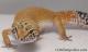 Sold - *FREE GECKO* Tangerine Female Leopard Gecko For Sale M25F90082719F 1