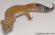Sold - *FREE GECKO* Tangerine Female Leopard Gecko For Sale M25F90082719F 2