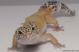 Sold - *FREE GECKO* Tangerine Female Leopard Gecko For Sale M27F86062018F 1