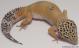 Sold - *FREE GECKO* Tangerine Female Leopard Gecko For Sale M27F86062018F