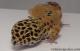 Sold - Tangerine Male Leopard Gecko For Sale M25F90080319M 1