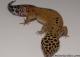 Sold - Tangerine Male Leopard Gecko For Sale M25F90080319M 2