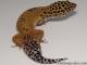 Sold - Tangerine Male Leopard Gecko For Sale M25F90080319M