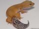 Sold - Tangerine Tornado Female Leopard Gecko For Sale M17F56072018F