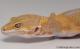 Sold - Giant Tangerine Tremper Albino Female Leopard Gecko For Sale M25F78062319F 1