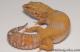 Sold - Giant Tangerine Tremper Albino Female Leopard Gecko For Sale M25F78072719F 2