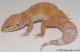 Sold - Tangerine Tremper Albino Female Leopard Gecko For Sale M25F87071419F2 1