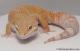 Sold - Tangerine Tremper Albino Female Leopard Gecko For Sale M25F87071419F2 2