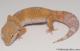 Sold - Tangerine Tremper Albino Female Leopard Gecko For Sale M25F87071419F2