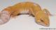 Sold - Tangerine Tremper Albino Female Leopard Gecko For Sale M25F90071719F 1