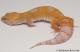Sold - Tangerine Tremper Albino Female Leopard Gecko For Sale M25F90071719F 2