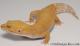 Sold - Giant Tremper Sunglow Female Leopard Gecko For Sale M1F86071419F2 2