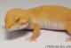 Sold - Tremper Sunglow Female Leopard Gecko For Sale M1F86080319F 1