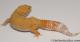 Sold - Tremper Sunglow Female Leopard Gecko For Sale M1F86080319F 2