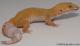 Sold - Giant Tremper Sunglow Female Leopard Gecko For Sale M25F78061419F 1