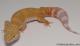 Sold - Giant Tremper Sunglow Female Leopard Gecko For Sale M25F78062519F