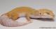 Sold - Tremper Sunglow Female Leopard Gecko For Sale M25F78071419M 1
