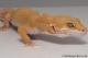 Sold - Tremper Sunglow Female Leopard Gecko For Sale M25F90070319F 1