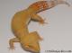 Sold - Tremper Sunglow Male Leopard Gecko For Sale M1F86081019M 2