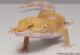 Sold - Giant Tremper Sunglow Male Leopard Gecko For Sale M25F78070219M2 1