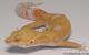 Sold - Giant Tremper Sunglow Male Leopard Gecko For Sale M25F78070219M2 2