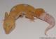 Sold - Giant Tremper Sunglow Male Leopard Gecko For Sale M25F78070219M2