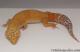 Sold - Tremper Sunglow Male Leopard Gecko For Sale M25F90071819M 1