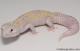 Sold - White & Yellow Radar het White Knight Male Leopard Gecko For Sale M24F89073018F 1
