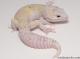 leopard geckos for sale white yellow radar het white knight male